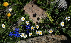 Fleurs alpines