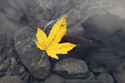 Autumn leaf