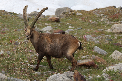 Steinbock