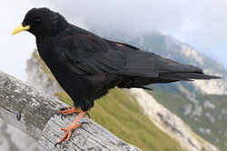 Alpine chough